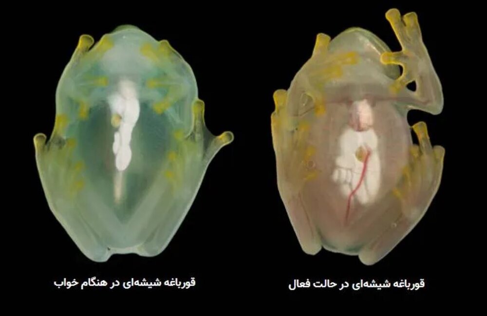 قورباغه