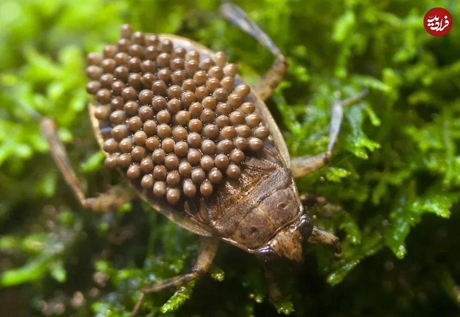(تصاویر) این ۱۰ حیوان، بهترین پدر‌ها در طبیعت هستند!