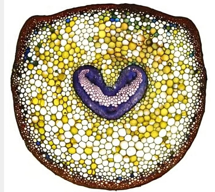 گیاهان باستانی