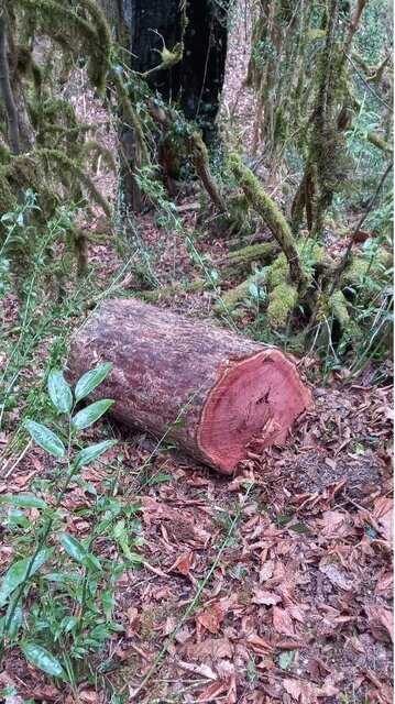 خطر انقراض درخت باستانی و همیشه سبز جنگل‌های نوشهر با قطع غیرمجاز