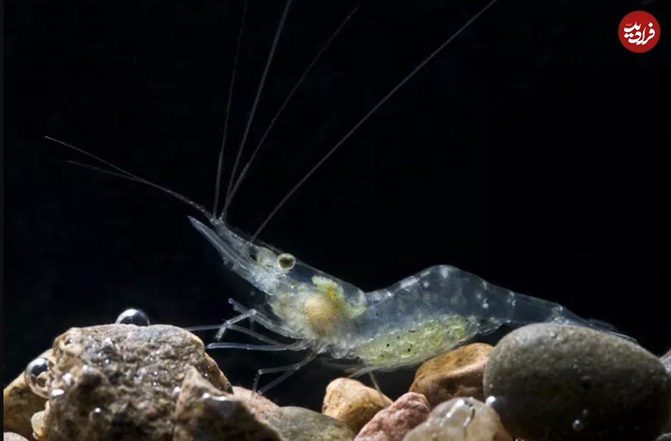 (تصاویر) ۱۱ حیوان شفاف شگفت انگیز با پوست شیشه‌ای