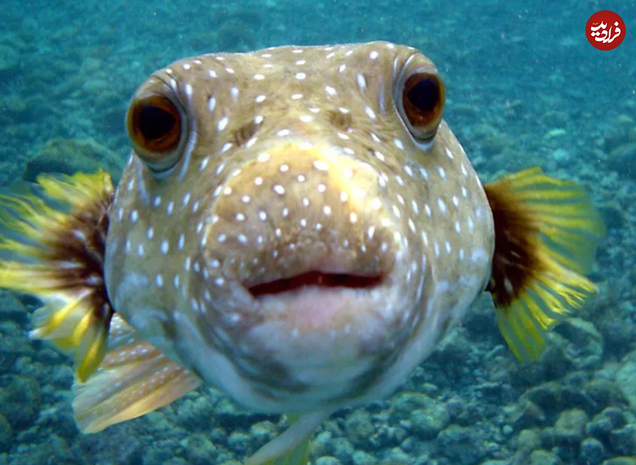 (تصاویر) گول ظاهر این ۱۵ حیوان بامزه، اما کشنده را نخورید!