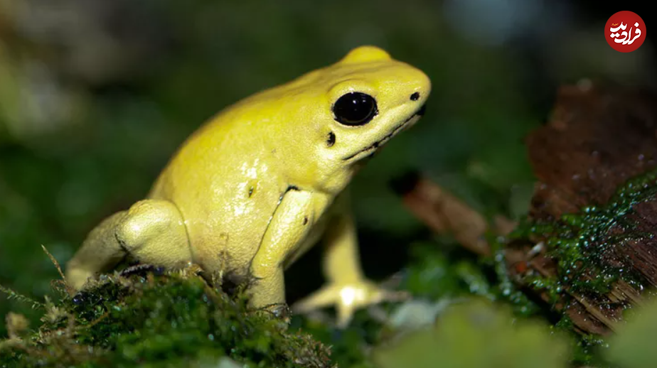 (تصاویر) گول ظاهر این ۱۵ حیوان بامزه، اما کشنده را نخورید!
