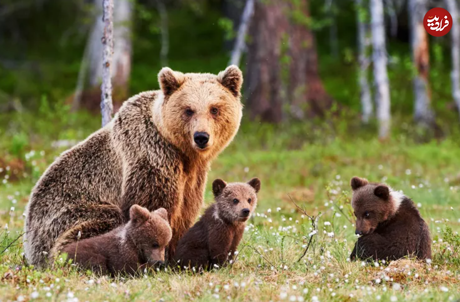 (تصاویر) گول ظاهر این ۱۵ حیوان بامزه، اما کشنده را نخورید!