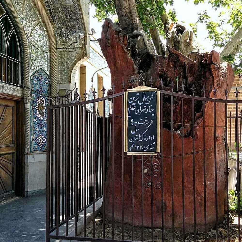 پیرترین موجود زنده تهران را اینجا بببینید/ از افسانه کفاش پیر عودلاجون چه می‌دانید؟