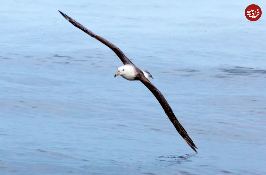 این ۱۵ حیوان، سریع‌ترین جانواران زمین هستند