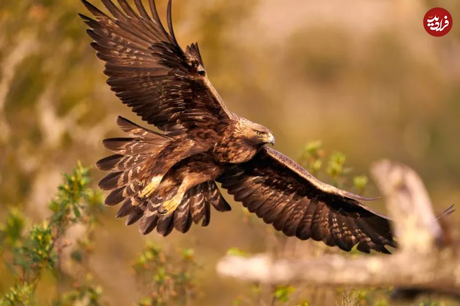 این ۱۵ حیوان، سریع‌ترین جانواران زمین هستند