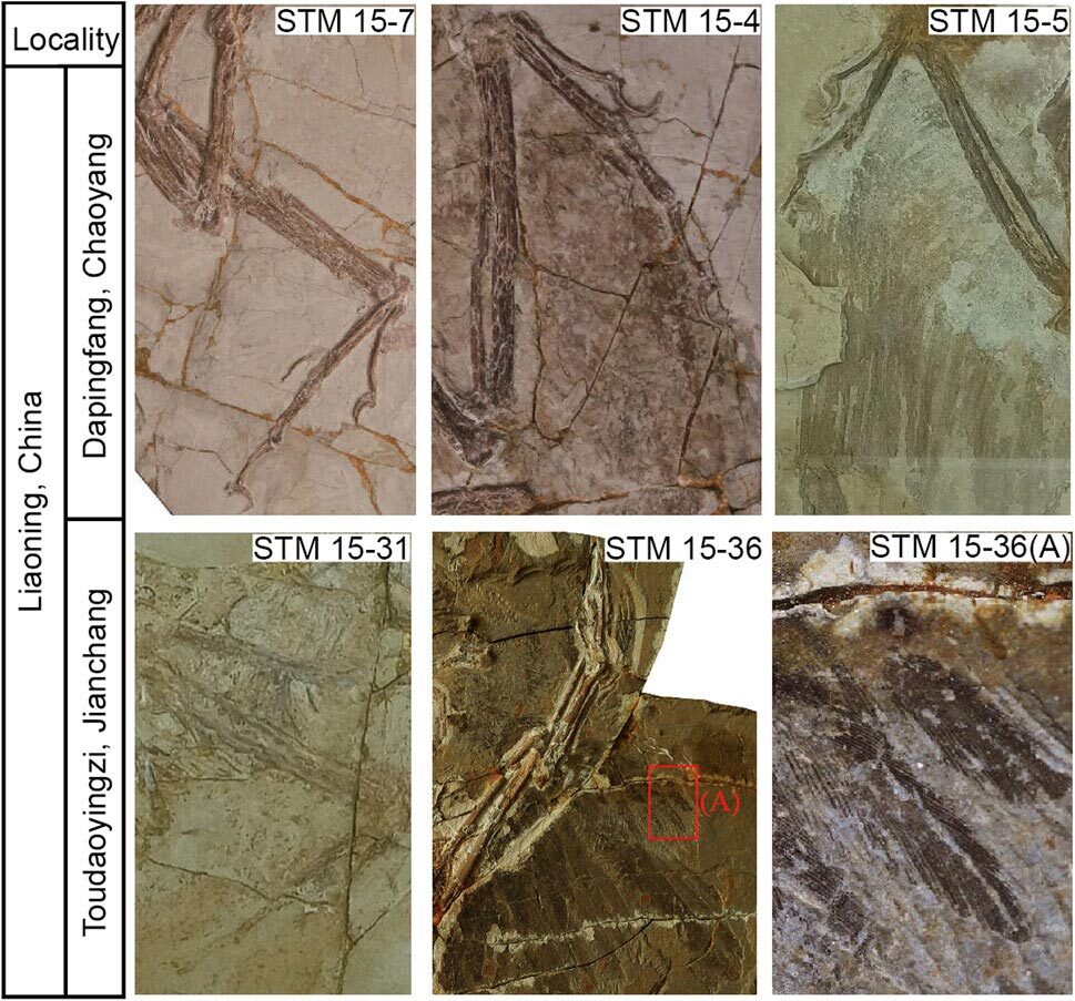 راز‌هایی که فسیل این پرندگان آشکار کرد!