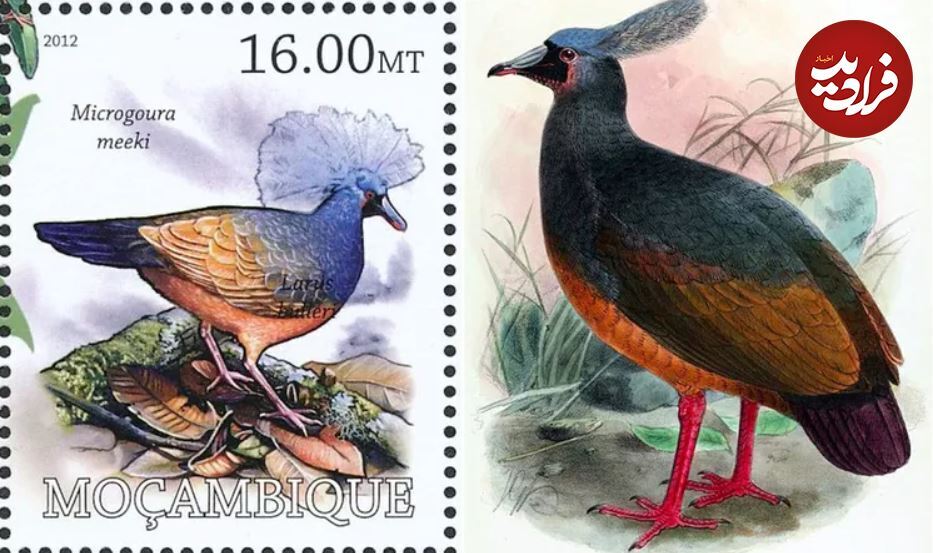 (تصاویر) این ۶ پرنده خارق العاده در طول دو قرن اخیر منقرض شدند!