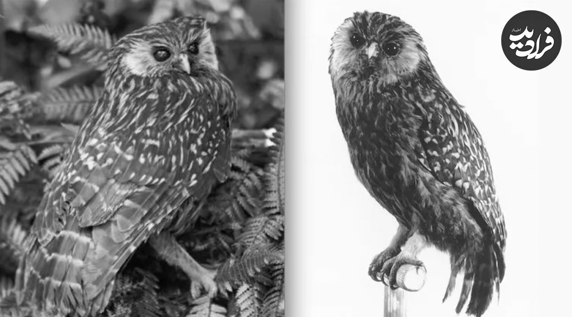 (تصاویر) این ۶ پرنده خارق العاده در طول دو قرن اخیر منقرض شدند!