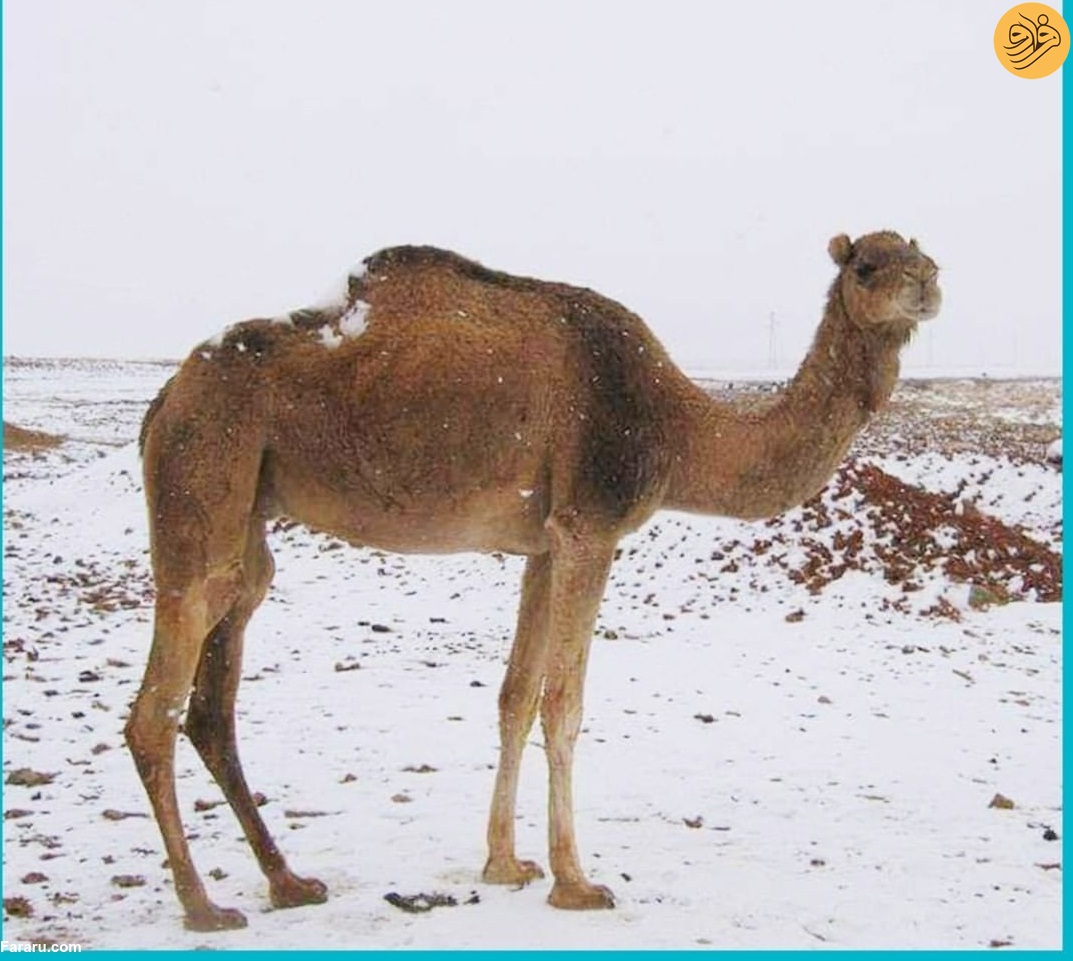 (ویدئو) (ویدئو)