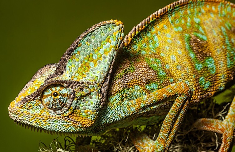 (تصاویر) این حیوانات اعجاب‌انگیزترین چشمان را دارند