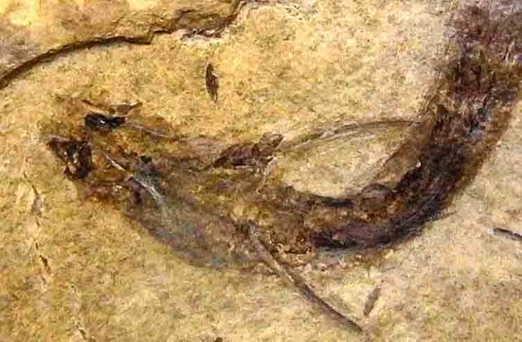 (تصاویر) این حیوانات اعجاب‌انگیزترین چشمان را دارند