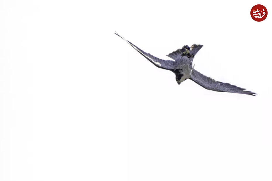 یوزپلنگ‌های آسمان؛ با سریع‌ترین پرندگان جهان آشنا شوید!