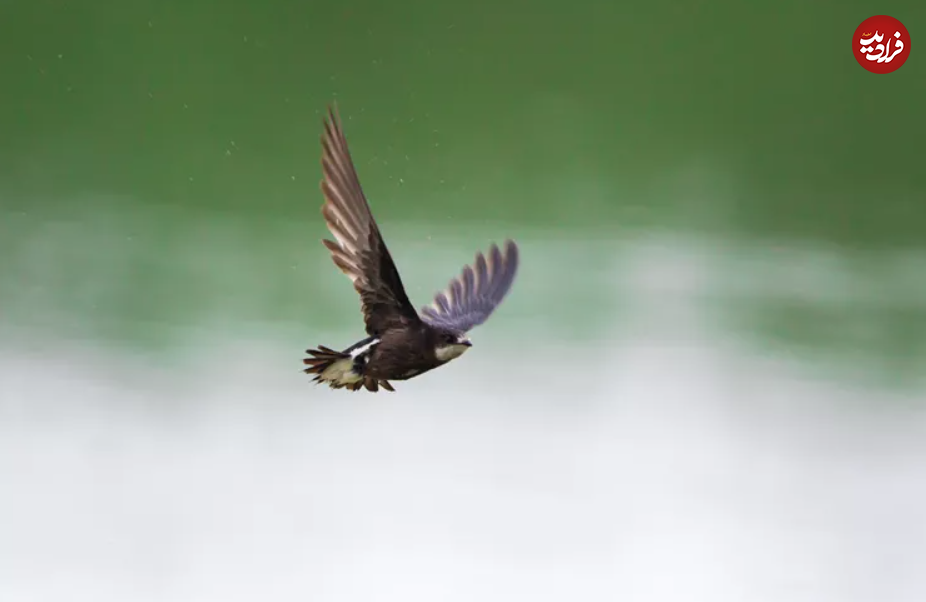 یوزپلنگ‌های آسمان؛ با سریع‌ترین پرندگان جهان آشنا شوید!