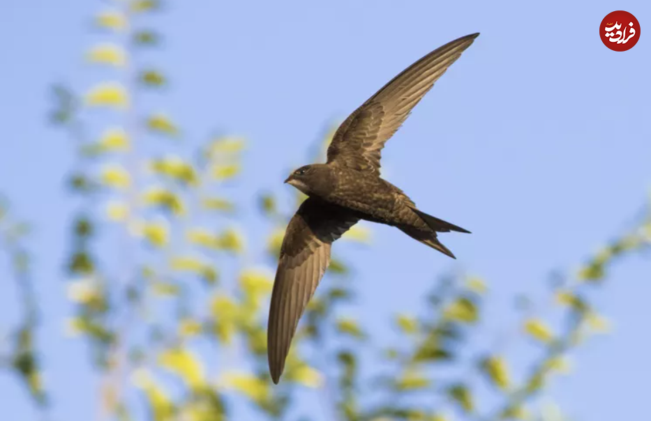 یوزپلنگ‌های آسمان؛ با سریع‌ترین پرندگان جهان آشنا شوید!