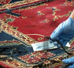 همدستی مرغ زنده با قاچاقچی کوکائین