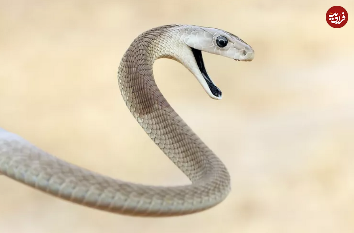 مار2