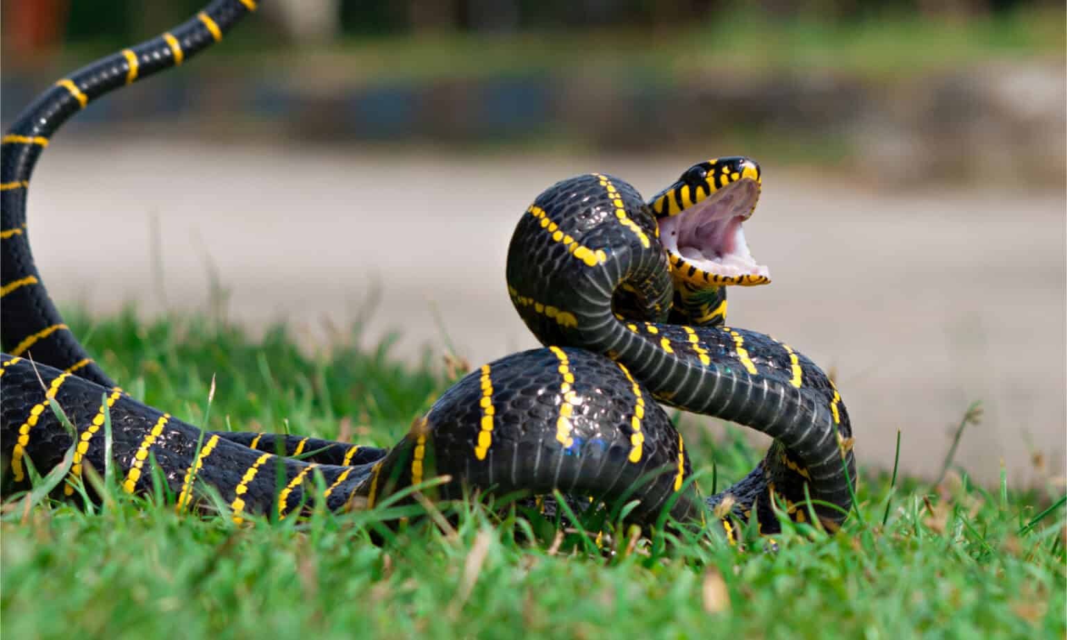 مار گربه‌ای حلقه‌دار طلایی (Boiga dendrophillia)