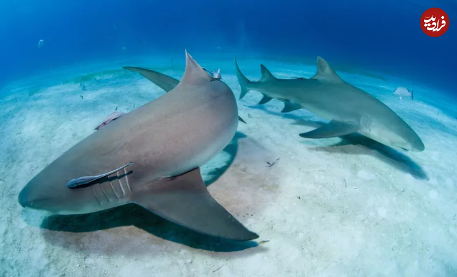 (تصاویر) این حیوانات شگفت انگیز طولانی‌ترین دوره بارداری را دارند!