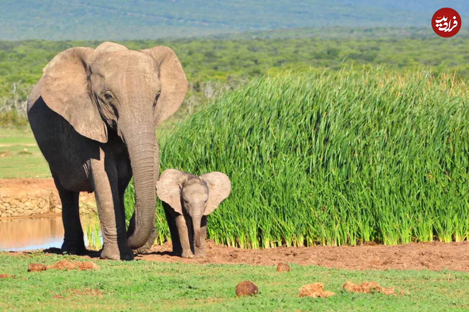 (تصاویر) این حیوانات شگفت انگیز طولانی‌ترین دوره بارداری را دارند!