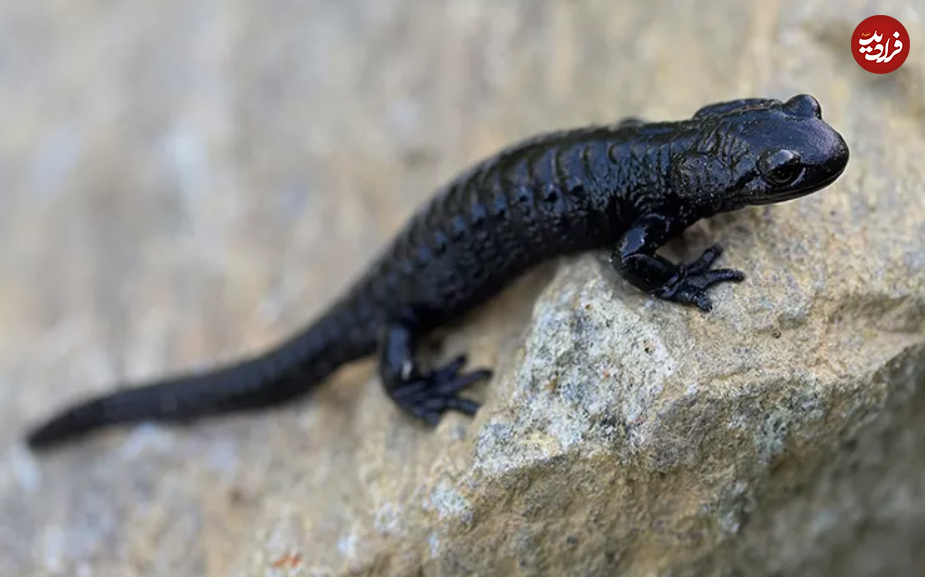 (تصاویر) این حیوانات شگفت انگیز طولانی‌ترین دوره بارداری را دارند!