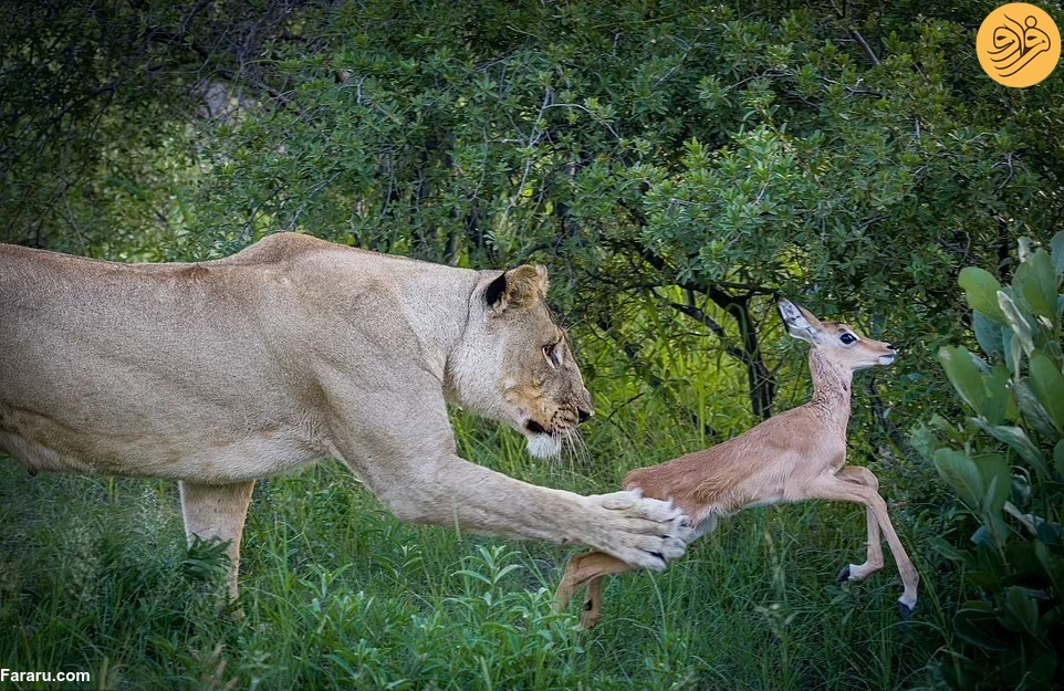 (تصاویر)
