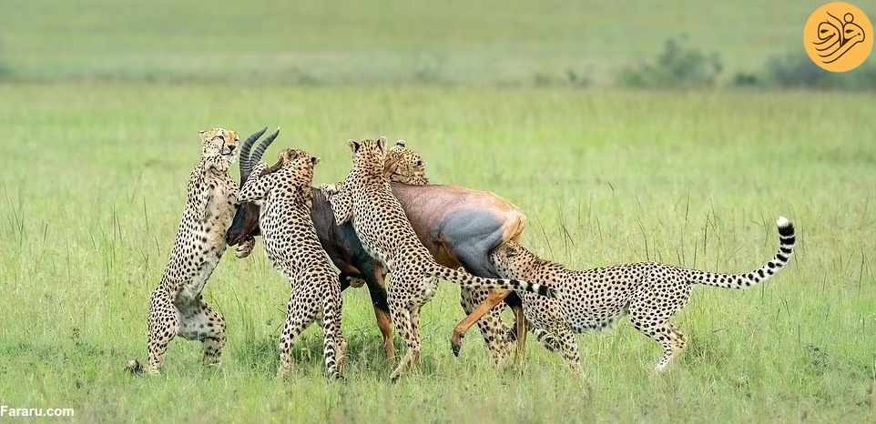 (تصاویر)