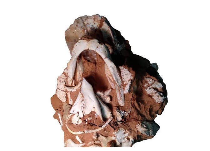 دایناسور‌ها چه صدا‌هایی تولید می‌کردند؟//ترجمه