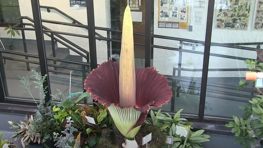 (عکس) زیبایی فریبنده نفرت‌انگیزترین گل جهان