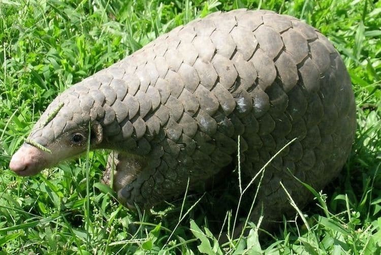 پانگولین