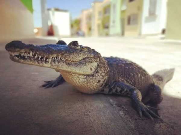  عکس تمساح خانگی