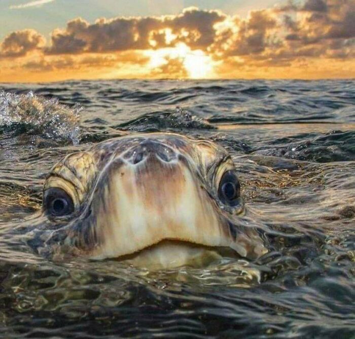 گاف بامزه‌ی خِنگ‌ترین مار جهان، پر بازدید شد