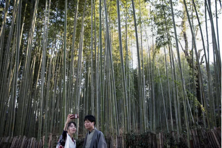 افسانه جنگلی: جنگل های غیر معمول در جهان