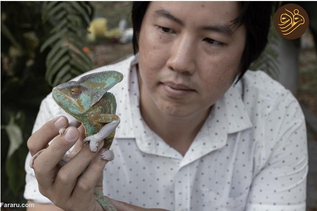 حیوانات تایلندی