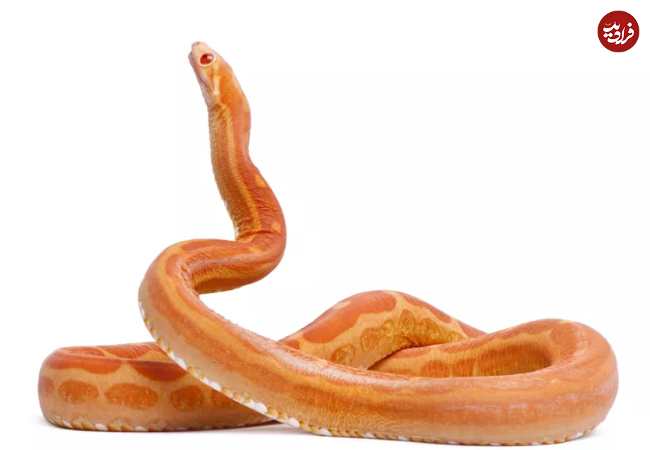 ۸ حقیقت عجیب در مورد مار‌های بدون پولک!