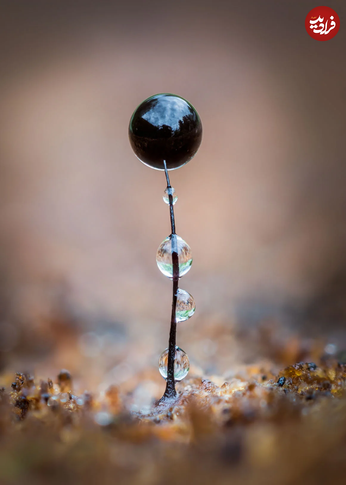 (تصاویر) زیبایی حیرت‌آور «کپک لجن»!