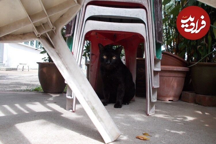 عکس‌های جالبی که یک سگ با ضربان قلبش گرفته است!