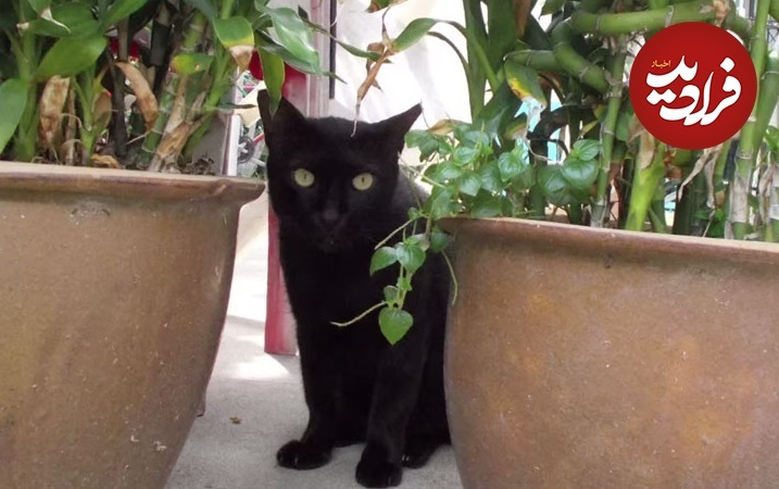 عکس‌های جالبی که یک سگ با ضربان قلبش گرفته است!