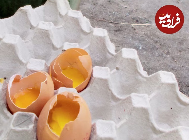 عکس‌های جالبی که یک سگ با ضربان قلبش گرفته است!