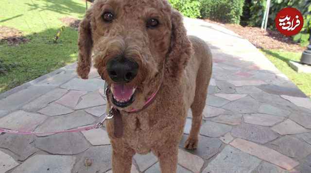 عکس‌های جالبی که یک سگ با ضربان قلبش گرفته است!