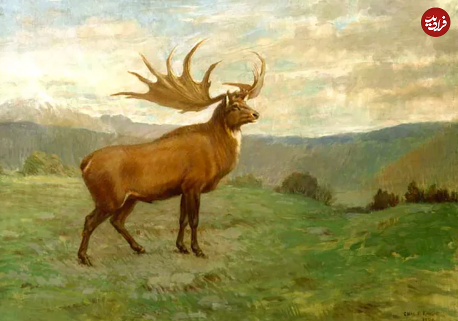 گوزن ایرلندی