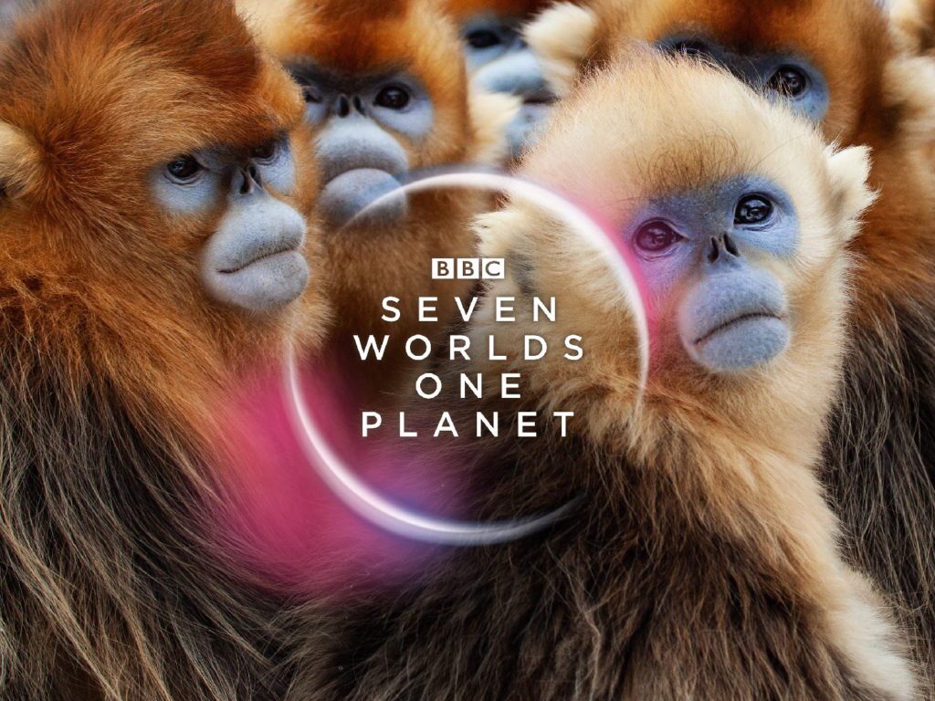 ۱۰ مستند برتر تاریخ در مورد حیات وحش و طبیعت؛ از The Blue Planet تا Our Planet