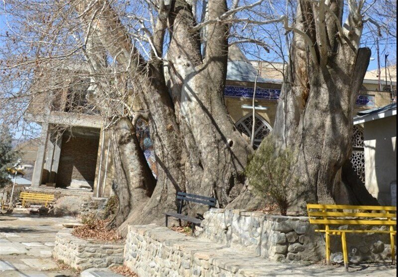 چه کسی تهران را چنارستان نامید/ این روستا مهد چنار‌های کهنسال کرج است/محبوبیت کهنسال‌ترین درخت سیب برغان