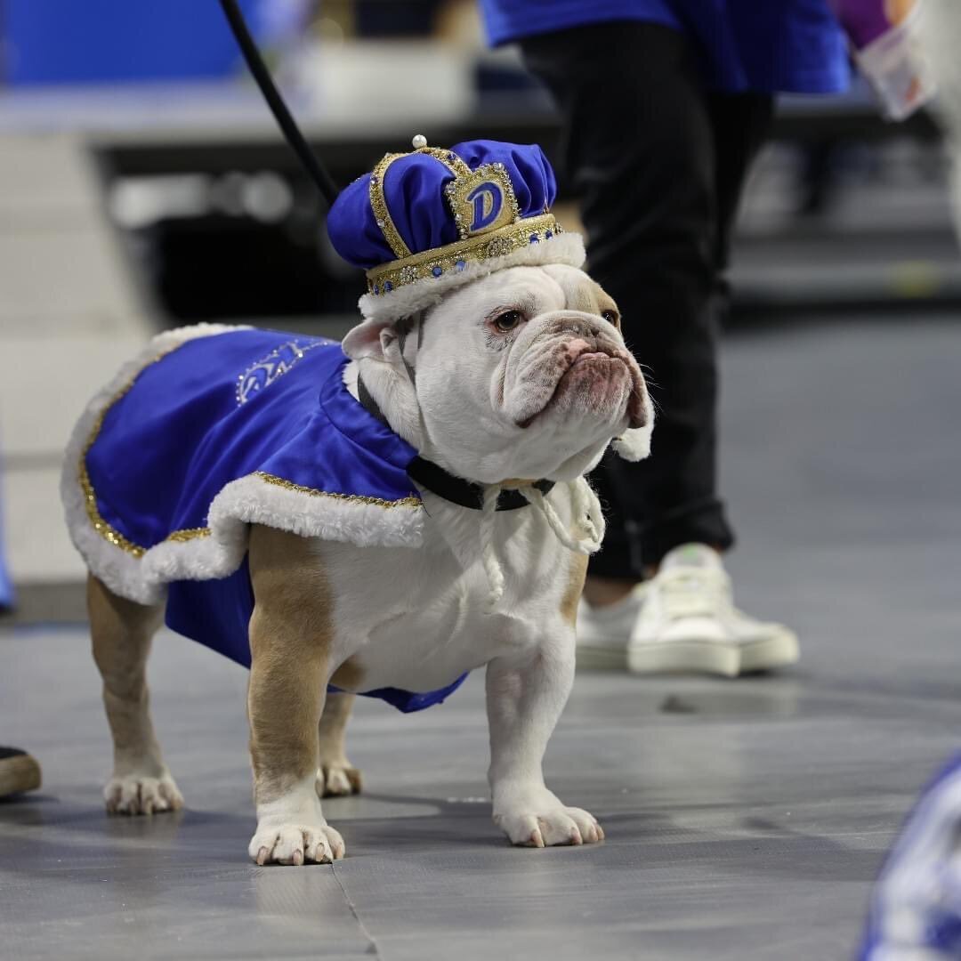 (عکس) تاج‌گذاری یک سگ در دانشگاهی در آمریکا