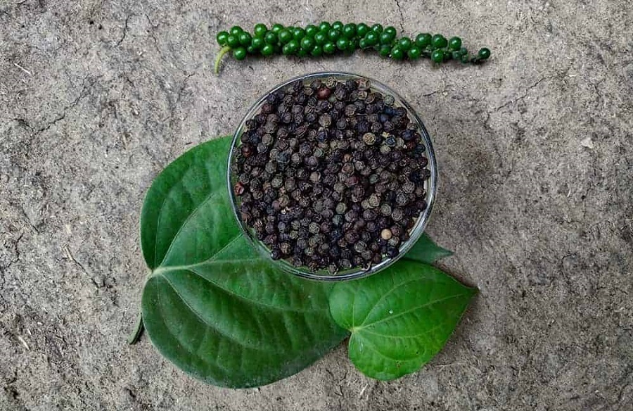(تصاویر) شکل جالب میوه فلفل سیاه روی درخت!