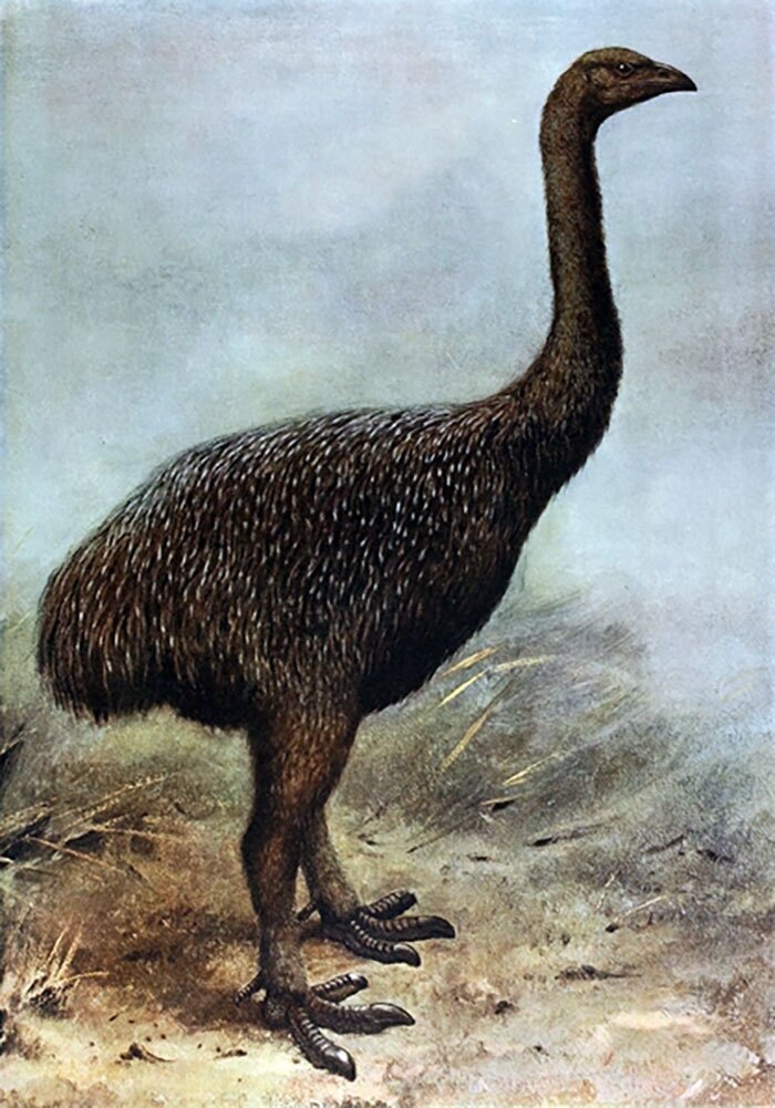 موآ