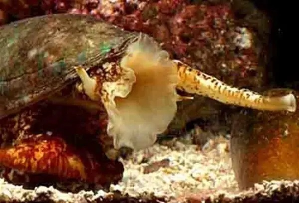 حلزون مخروطی