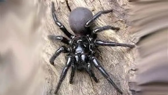 عنکبوت سیدنی