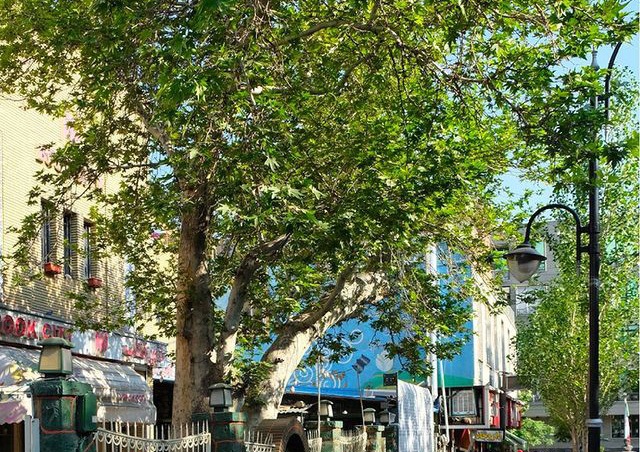 در این نقطه از تهران، سبزترین موجودات جهان بغلتان می‌کنند